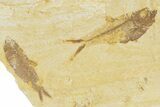 Plate With Two Fossil Fish (Diplomystus & Knightia) - Wyoming #379365-1